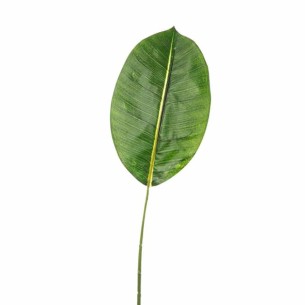FOGLIA FICUS CM 60