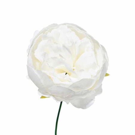 Box 12 pz. peonia bianca