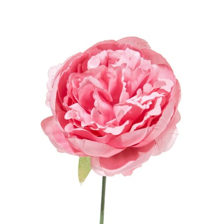 Box 12 pz. peonia rosa antico