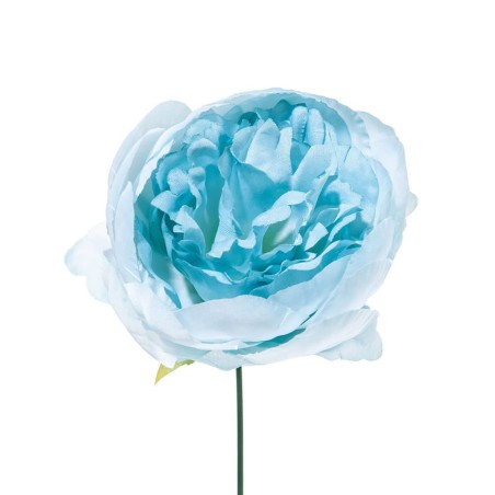 Box 12 pz. peonia celeste