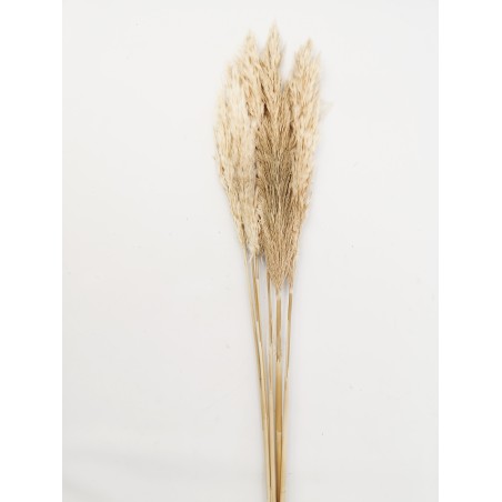 PAMPA NATURALE AVORIO H65/75 (6 PZ)