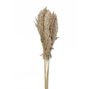 PAMPA NATURALE COL. NATURALE H65/75 (6 PZ)