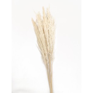 PAMPA NATURALE COL. BIANCO H65/75 (6 PZ)
