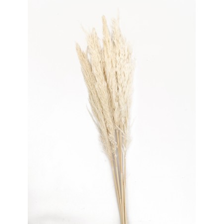 PAMPA NATURALE COL. BIANCO H65/75 (6 PZ)