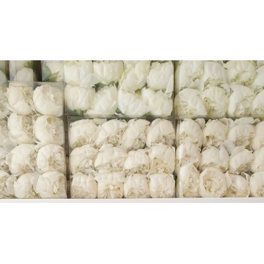 Box 12 pz. peonia bianca