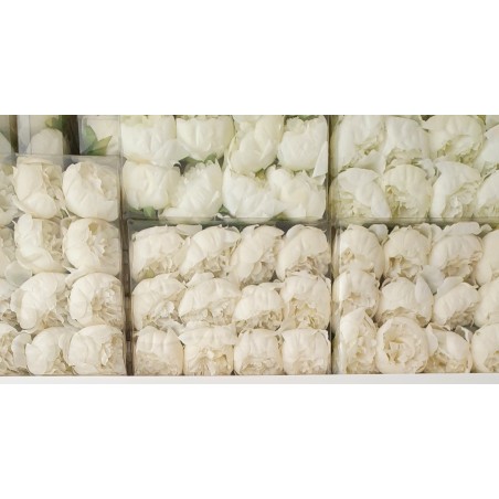 Box 12 pz. peonia bianca