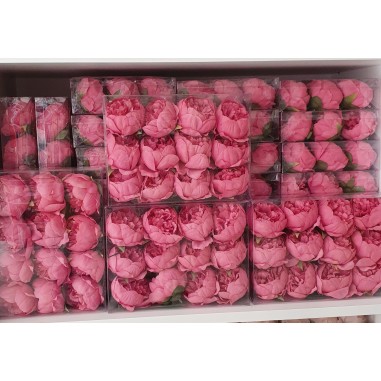 Box 12 pz. peonia rosa antico
