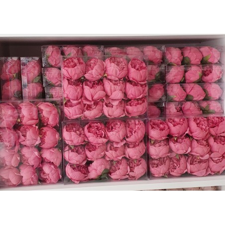 Box 12 pz. peonia rosa antico